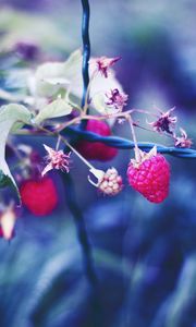 Preview wallpaper raspberries, berries, petals, close-up