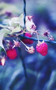 Preview wallpaper raspberries, berries, petals, close-up