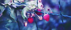 Preview wallpaper raspberries, berries, petals, close-up