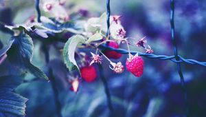 Preview wallpaper raspberries, berries, petals, close-up