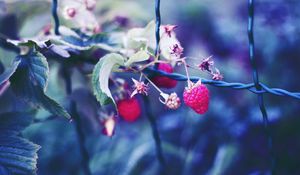 Preview wallpaper raspberries, berries, petals, close-up