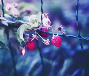 Preview wallpaper raspberries, berries, petals, close-up