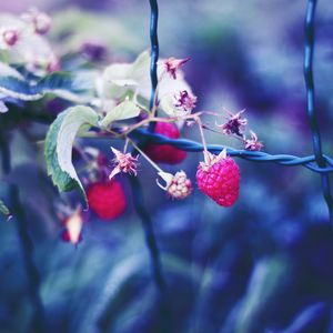 Preview wallpaper raspberries, berries, petals, close-up