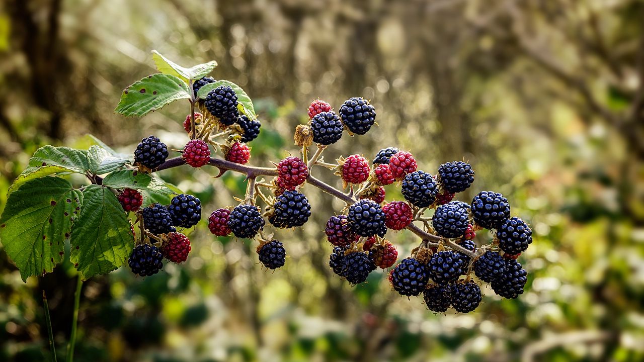 Wallpaper raspberries, blackberries, berries, branch