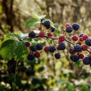 Preview wallpaper raspberries, blackberries, berries, branch