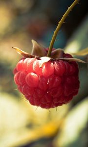 Preview wallpaper raspberries, branch, berry, leaf