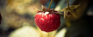 Preview wallpaper raspberries, branch, berry, leaf