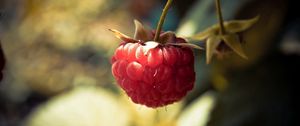 Preview wallpaper raspberries, branch, berry, leaf