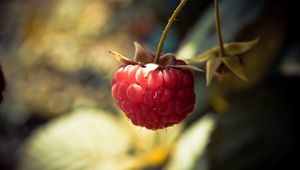 Preview wallpaper raspberries, branch, berry, leaf