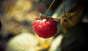 Preview wallpaper raspberries, branch, berry, leaf