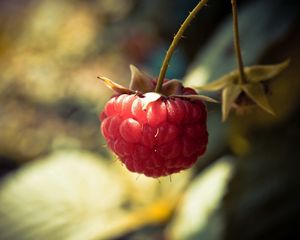 Preview wallpaper raspberries, branch, berry, leaf