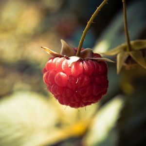 Preview wallpaper raspberries, branch, berry, leaf