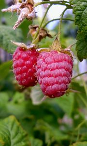 Preview wallpaper raspberries, branch, food, sweet