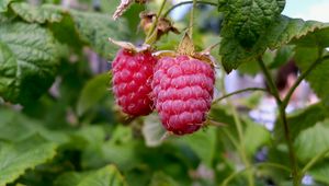 Preview wallpaper raspberries, branch, food, sweet