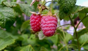 Preview wallpaper raspberries, branch, food, sweet