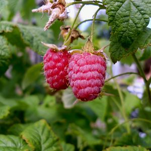 Preview wallpaper raspberries, branch, food, sweet