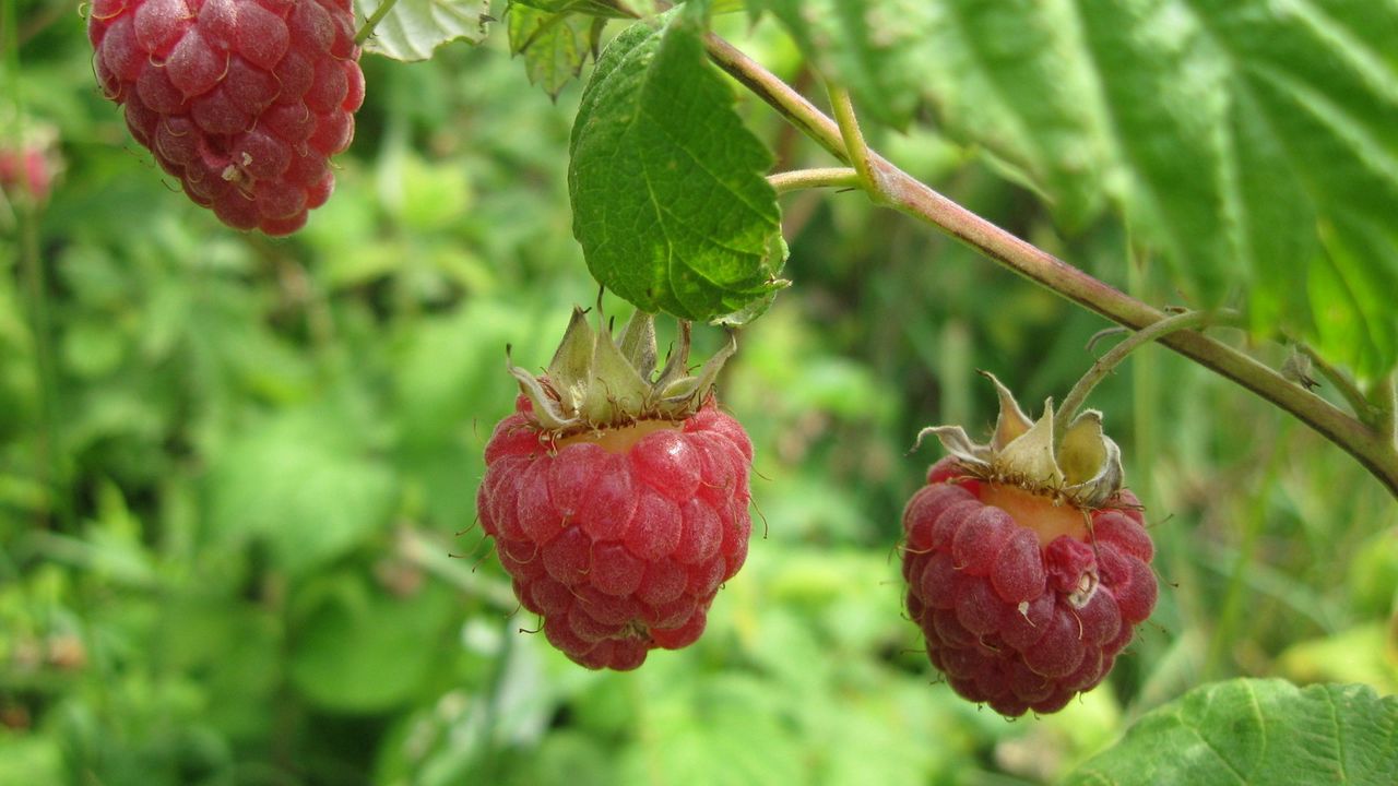 Wallpaper raspberries, branch, leaf, berry