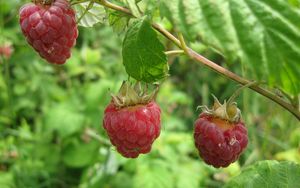 Preview wallpaper raspberries, branch, leaf, berry