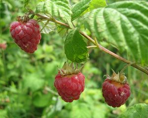 Preview wallpaper raspberries, branch, leaf, berry