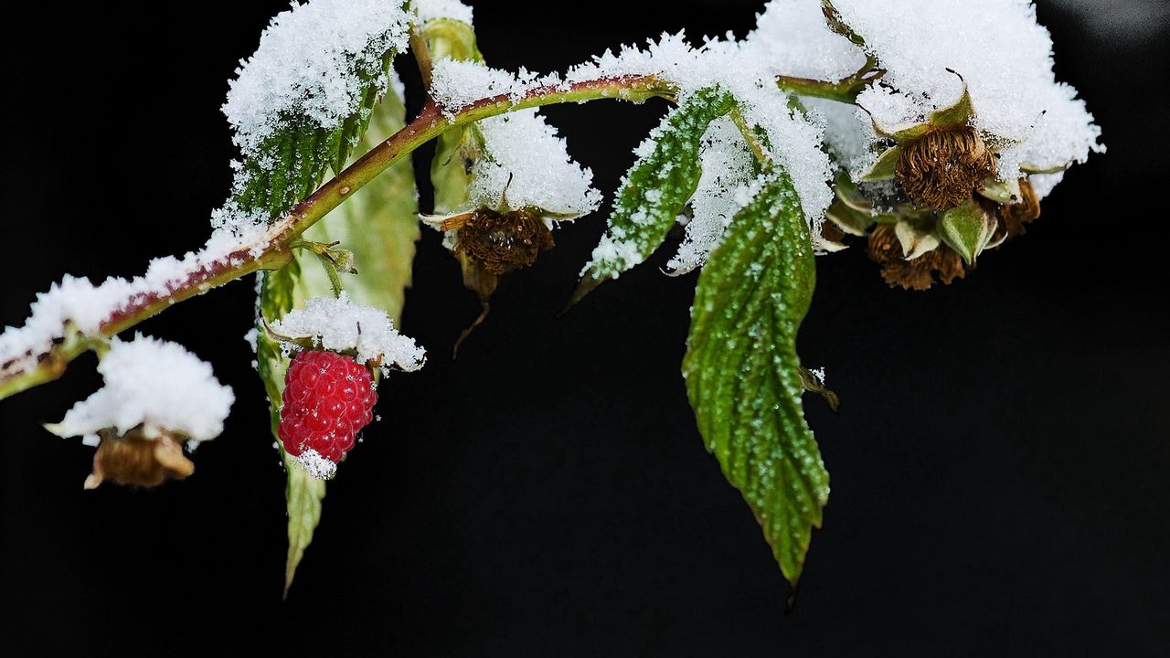 Wallpaper raspberries, branch, winter, snow