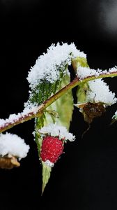 Preview wallpaper raspberries, branch, winter, snow