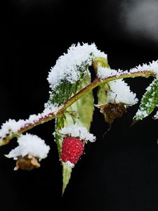 Preview wallpaper raspberries, branch, winter, snow