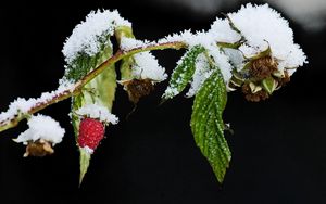 Preview wallpaper raspberries, branch, winter, snow