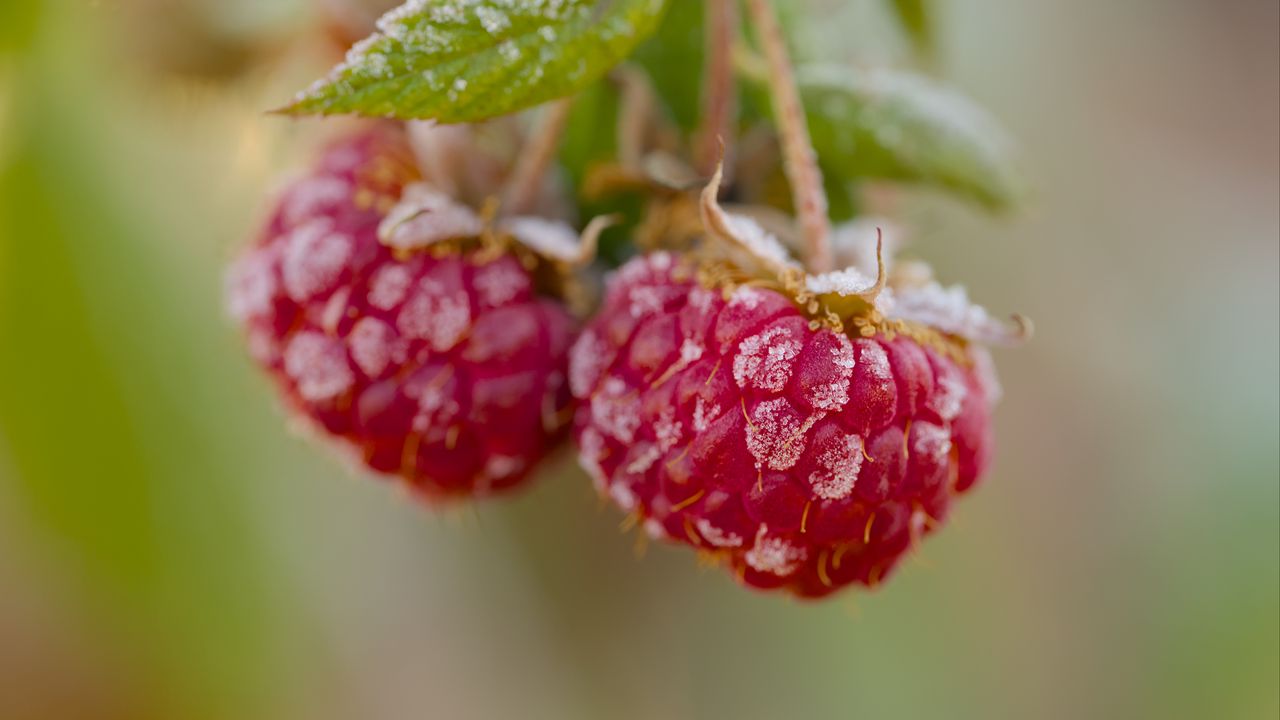 Wallpaper raspberries, macro, berries, frost