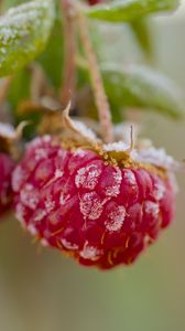 Preview wallpaper raspberries, macro, berries, frost
