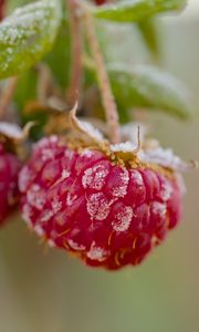 Preview wallpaper raspberries, macro, berries, frost
