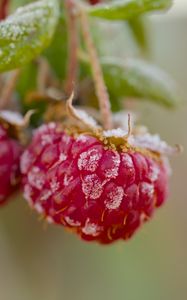 Preview wallpaper raspberries, macro, berries, frost