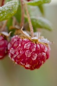 Preview wallpaper raspberries, macro, berries, frost