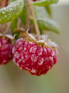 Preview wallpaper raspberries, macro, berries, frost