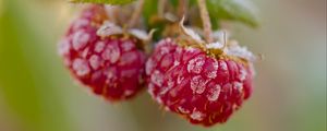 Preview wallpaper raspberries, macro, berries, frost