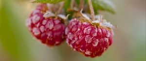 Preview wallpaper raspberries, macro, berries, frost