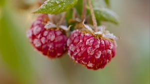 Preview wallpaper raspberries, macro, berries, frost