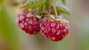 Preview wallpaper raspberries, macro, berries, frost
