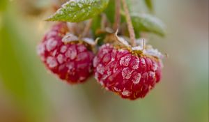 Preview wallpaper raspberries, macro, berries, frost