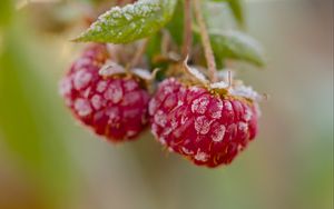 Preview wallpaper raspberries, macro, berries, frost