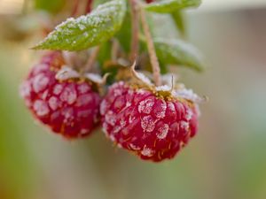 Preview wallpaper raspberries, macro, berries, frost