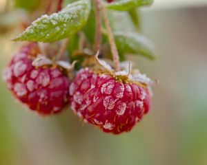 Preview wallpaper raspberries, macro, berries, frost