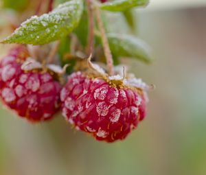 Preview wallpaper raspberries, macro, berries, frost