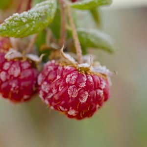 Preview wallpaper raspberries, macro, berries, frost