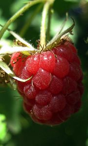Preview wallpaper raspberries, red, berry, branch, ripe, leaves, green