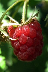 Preview wallpaper raspberries, red, berry, branch, ripe, leaves, green