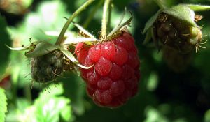 Preview wallpaper raspberries, red, berry, branch, ripe, leaves, green