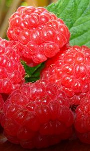 Preview wallpaper raspberries, ripe, berry, twig