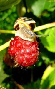 Preview wallpaper raspberries, snail, berry, close-up