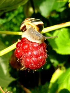 Preview wallpaper raspberries, snail, berry, close-up