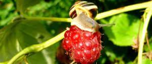 Preview wallpaper raspberries, snail, berry, close-up